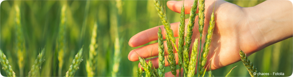 Les Académies demandent de restaurer la liberté de la recherche sur les plantes génétiquement modifiées