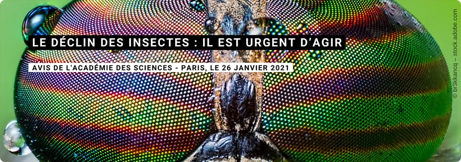 Le déclin des insectes : il est urgent d'agir