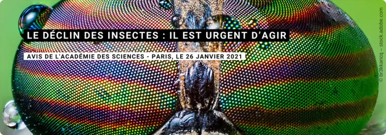 Communiqué de presse : Déclin des insectes : l'urgence