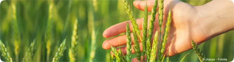 Communiqué de presse : Les Académies demandent de restaurer la liberté de la recherche sur les plantes génétiquement modifiées