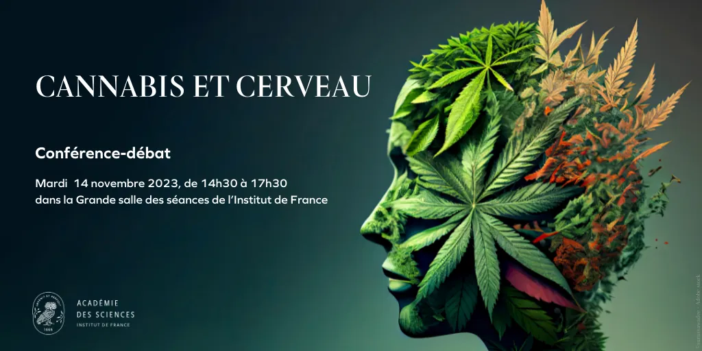 Cannabis et cerveau