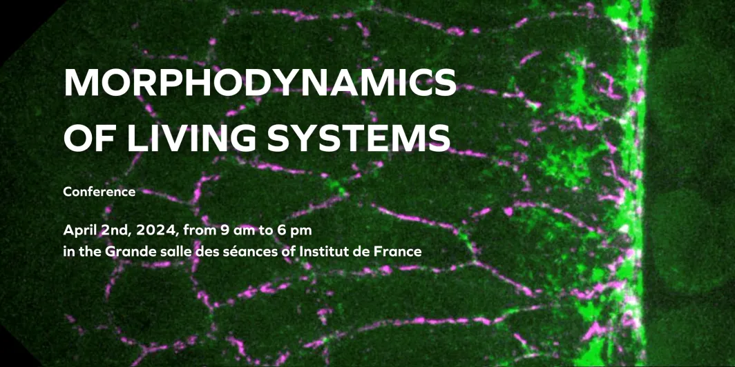 Morphodynamics of living systems